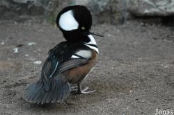 Lophodytes cucullatus