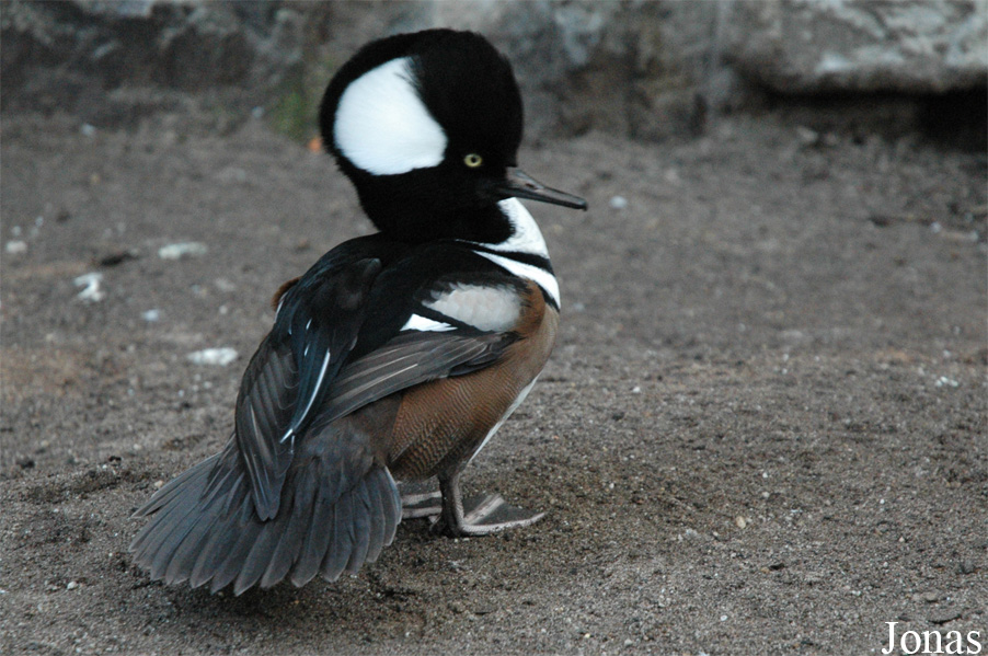 Zoo Duisburg
