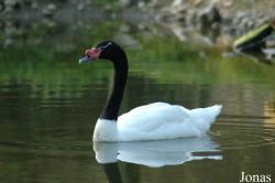 Cygnus melancoryphus
