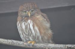 Glaucidium brasilianum