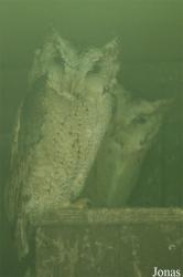 Vogelpark Niendorf
