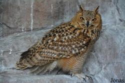 Bubo ascalaphus