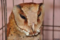 Phodilus badius