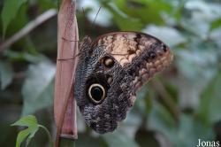 Caligo sp.