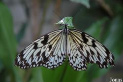 Idea leuconoe
