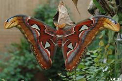 Attacus atlas
