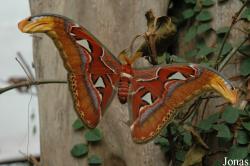 Alaris Schmetterlingspark