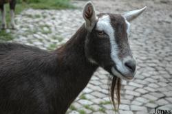 Chèvre Thüringer Wald Ziege