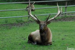 Wildpark Lüneburger Heide