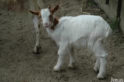 Chèvre Girgentana