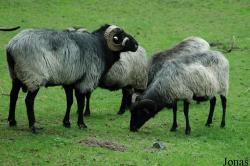 Mouton Graue Gehörnte Heidschnucke