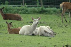 Wildpark Lüneburger Heide