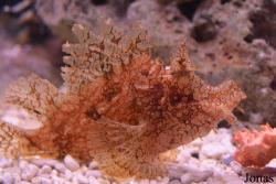 Rhinopias eschmeyeri