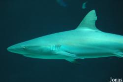 Carcharhinus amblyrhynchos