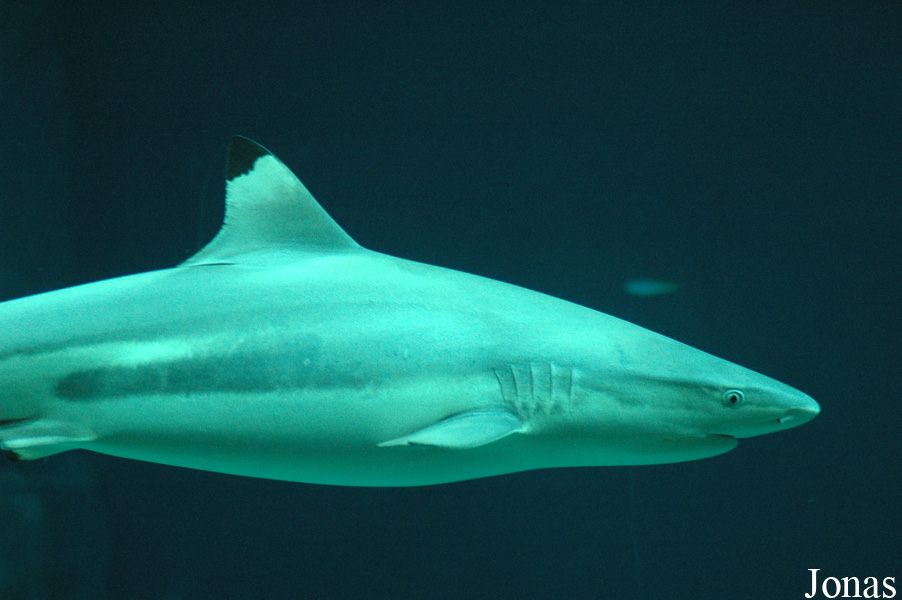Tierpark Hagenbeck