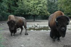 Bison bison bison