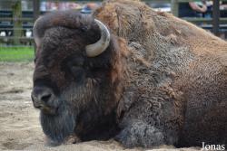 Bison bison