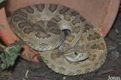 Crotalus viridis