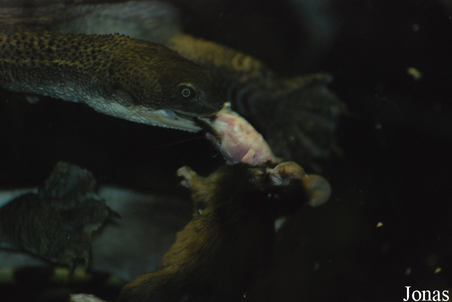 Vivarium Darmstadt