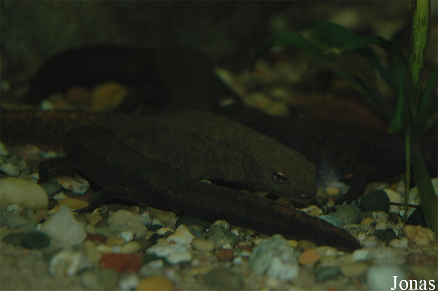Vivarium Darmstadt