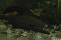 Vivarium Darmstadt