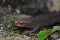 Paramesotriton hongkongensis