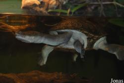 Vivarium Darmstadt