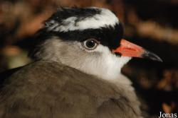 Vanellus coronatus