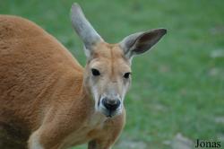 Macropodidae