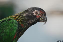 Chalcopsitta scintillata