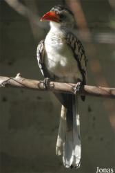 Vogelpark Heppenheim
