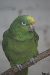 Vogelpark Heppenheim