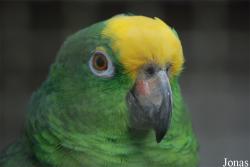 Amazona ochrocephala panamensis