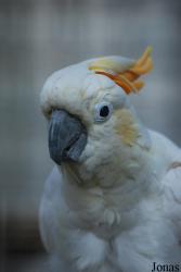 Vogelpark Heppenheim