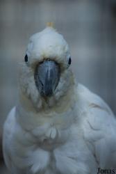 Vogelpark Heppenheim
