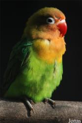 Vogelpark Heppenheim