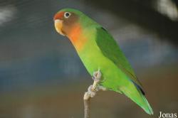 Agapornis fischeri