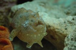 Antennarius sp.
