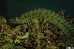 Exhibition of the Rare Aquatic Animals