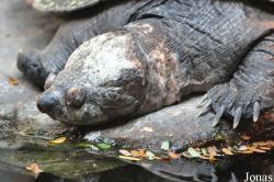 Erymnochelys madagascariensis