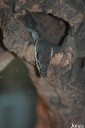 Reptilium