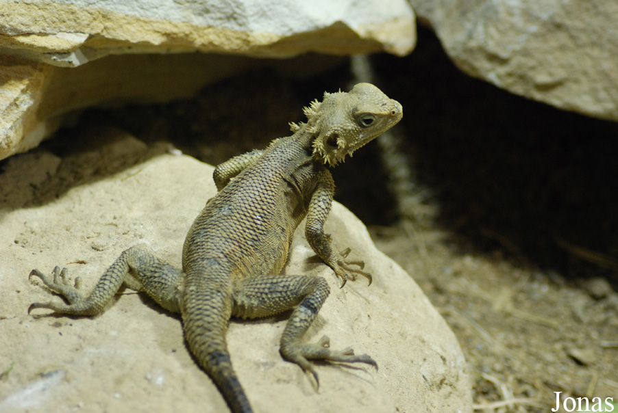 Reptilium
