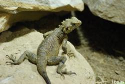 Reptilium