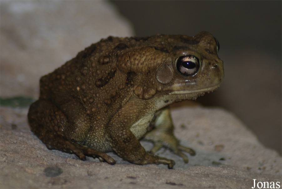 Reptilium