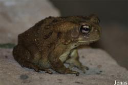 Reptilium