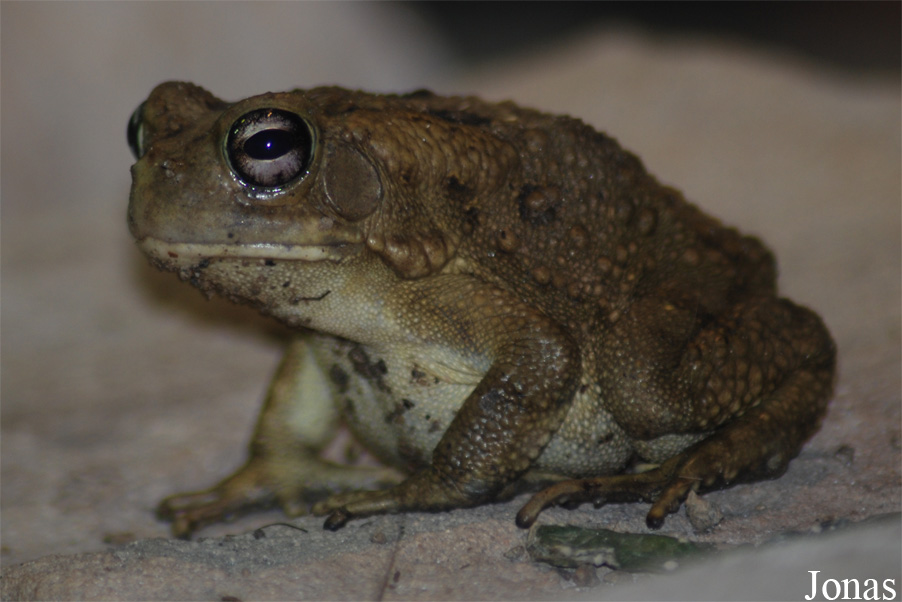 Reptilium