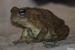 Reptilium
