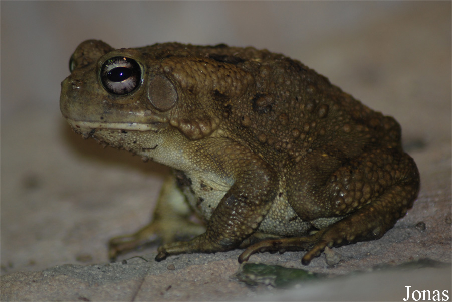 Reptilium
