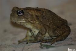 Reptilium