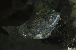 Reptilium